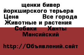 щенки бивер йоркширского терьера › Цена ­ 8 000 - Все города Животные и растения » Собаки   . Ханты-Мансийский